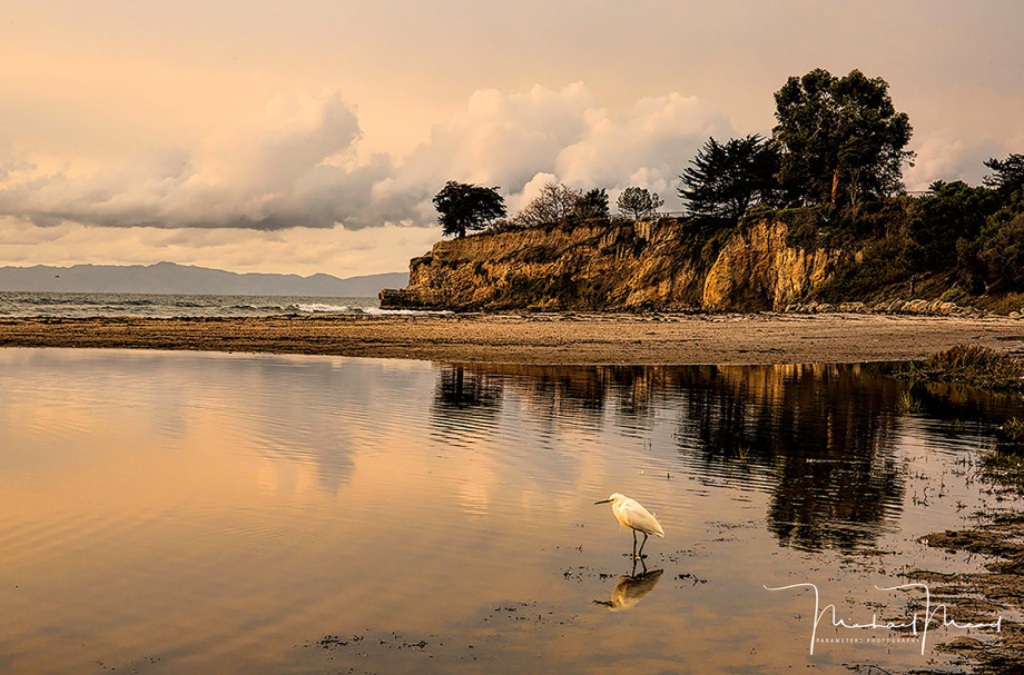 Michael Mead “Snowy Egret on Ledbetter Beach”, photograph.